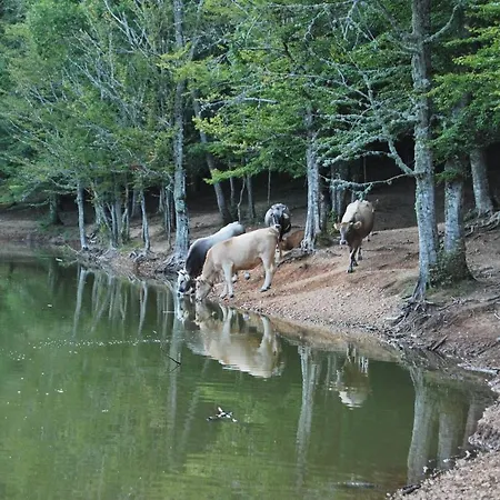 Casale Dei Lauri In Gargano Nocleg ze śniadaniem